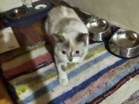 Sevecen Ve Oyuncu British Shorthair Yuvasını Arıyor