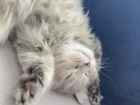2.5 aylık erkek british longhair kedim
