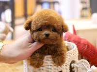 Gülen surat oyuncak yapılı poodle bebişlerim