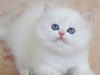 Uzun Tüylü Mavi Göz Ns1133 British Longhair