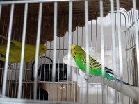 Tecrübeli yumurtalı mükemmel muhabbet kuşu çift