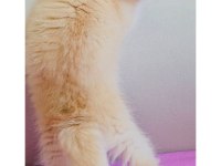 British shorthair çikolata kız