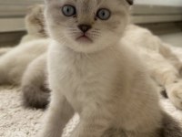Scottish fold silver