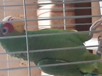 Amazon papagani