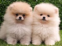 Dişi Ve Erkek Pomeranian Boo