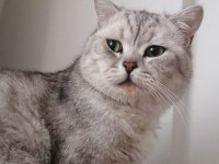 British shorthair kedisi