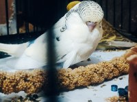 Maşallah show jumbo muhabbet kuşu damızlık ve yavrular