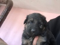 Yüksek kalitede safkan alman kurdu