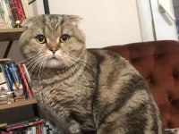 Sahiplendirilecek Yetişkin Sakin Scottish Fold