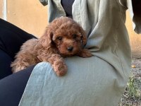 Ruhsatlı Köpek Çiftliğinden Toypoodle Yavrularımız 