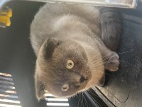 Scottish Fold Dişi Kedimiz Yeni Yuvasını Arıyor
