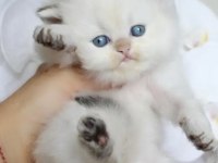 British Longhair Kedisi