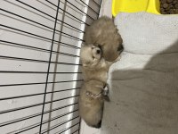 3 yavru pomeranian anne ve baba