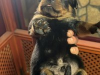 Anne Baba A Scrli Rottweiler Yavrular