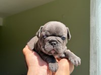 ACİL LİLACTAN MERLE VE BLUE FRENCH BULLDOG YAVRULARIMIZ