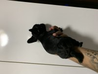 BLACK FRENCH BULLDOG