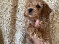 KİLO GARANTİLİ TOY MALTİPOO YAVRUMUZ