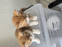 3 adet tatlı bücür kediler