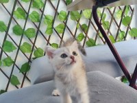 Pembe Burun Yeşil Göz British Shorthair Prenses