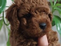 KORE KAN TOY POODLE