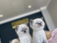 RENK RENK ORJİNAL BRITISH SHORTHAIR YAVRULAR ANKARA
