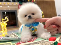 Show kalite ayı surat Pomeranian boo yavrular