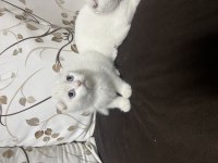 Scottish fold yavruları