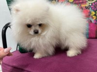 Ankaranın en kaliteli ayı suratlı pomeranian yavruları