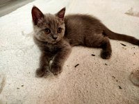 Moka ya yuva arıyoruz British Shorthair