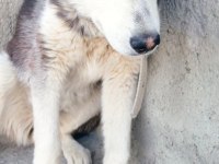 Sibirya kurdu 9 aylık sahibinden