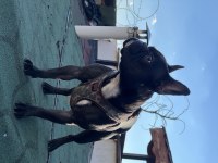 Dişi tecrübeli french bulldog