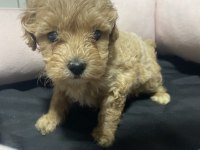 3.5 kg garantili maltipoo yavrular
