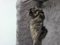 British Longhair Sahiplendirme