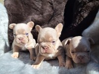 NEW SHADE İSABELLA ERKEK FRENCH BULLDOG YAVRULAR