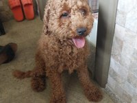Satılık Toy Poodle alıcısına hayırlı olsun