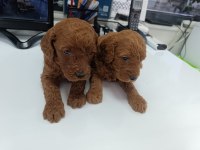 En yakışıklı yavru poodle köpekler