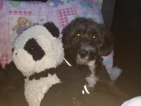 Morkie Terrier 7 aylık erkek