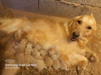 Golden retriever yavrular