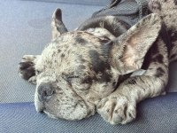 French bulldog merle erkek yavru