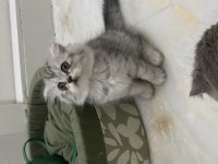 Güzel kızımı sahiplendiriyoruz