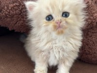British longhair yavru kediler