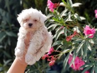 MALTESE TERRİER YAVRU