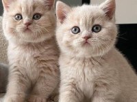Orijinal British Shorthair Yavrular Veteriner Kontrollü