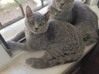 1.5 yaşında scottish fold