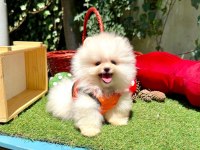 Safkan Pomeranian Yavrular