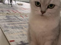 Erkek 1 buçuk yaşında british shorthair
