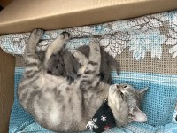 Ev ortamında büyüyen orginal british shorthair