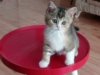 İKİ ERKEK KARDEŞ BİLEK GOLDEN KEDİMİZ
