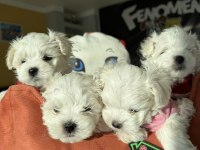Maltese Yavrular Toy Poodle Yavrular Wc Eğitimli Ank