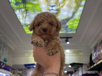 Güzel maltipoo bebekler